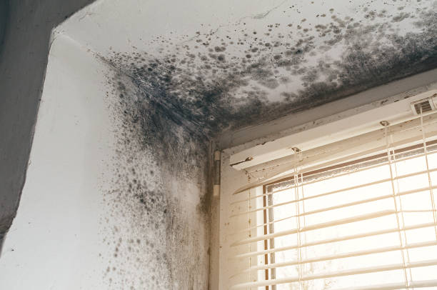 Trusted Black Mold Removal service in Spring Hill, TN - Cheap Mold Removal